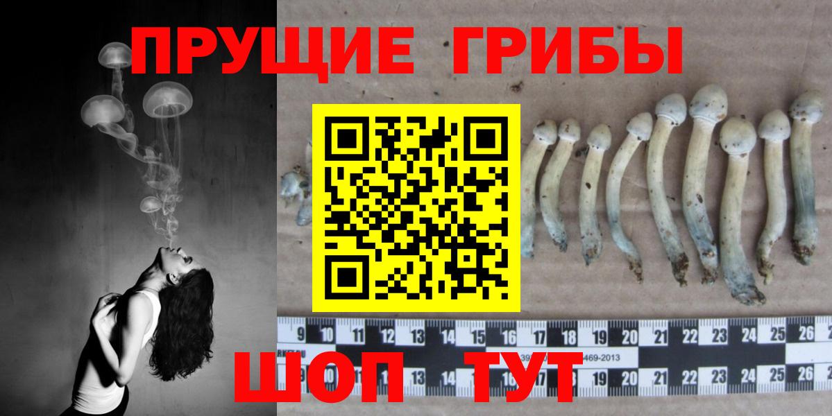 Галлюциногенные грибы Psilocybe Полевской